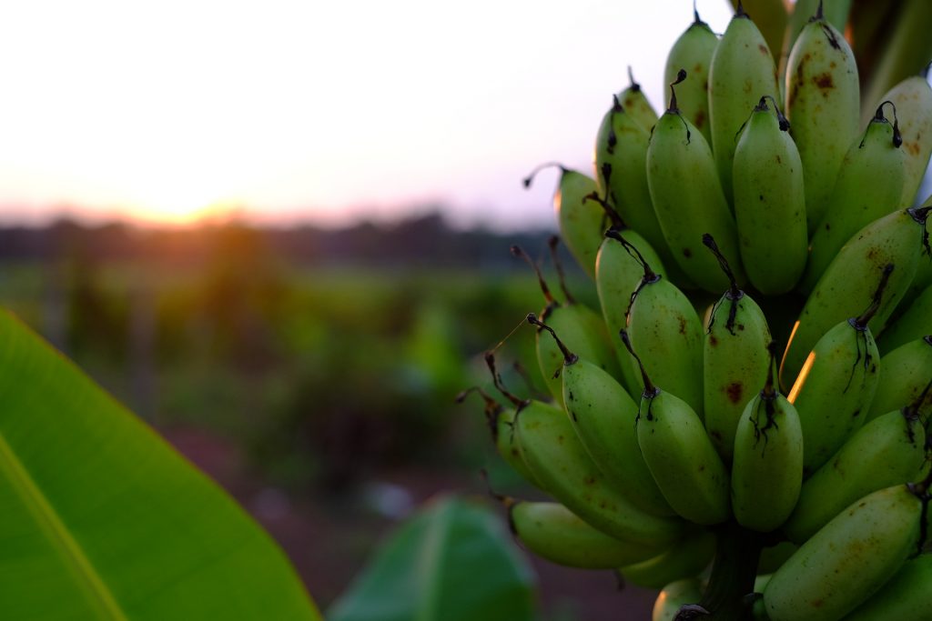 Más de 30.000 toneladas de plátano canario enviadas a Península y Baleares