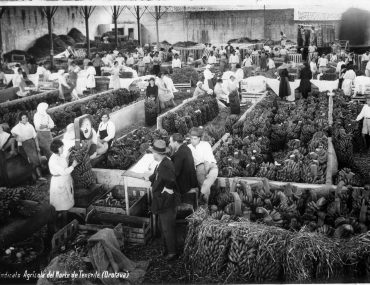 Historia del plátano en Canarias, que llegó para quedarse