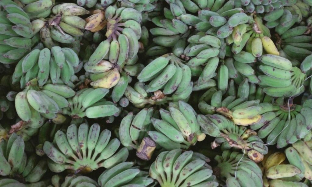 Aumenta el Consumo del Plátano de Canarias