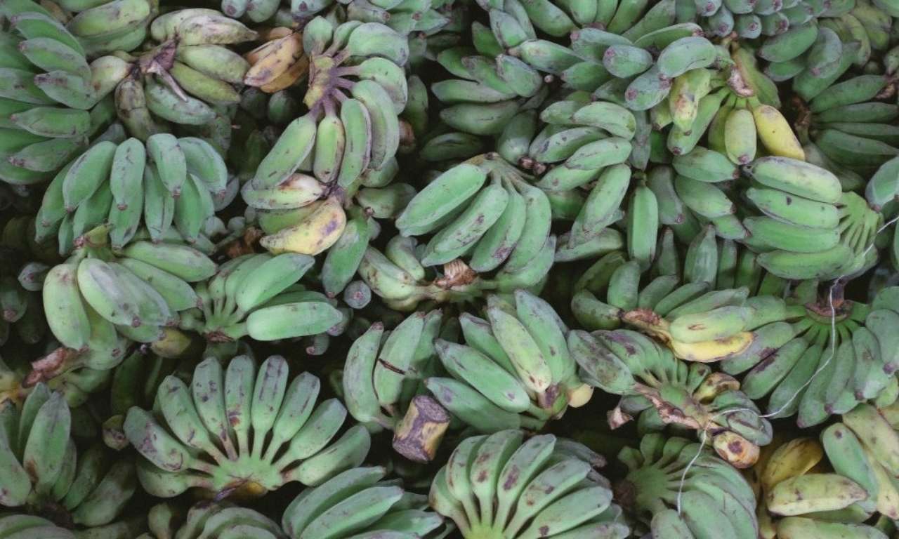 Aumenta el Consumo del Plátano de Canarias Aumenta el Consumo del Plátano de Canarias