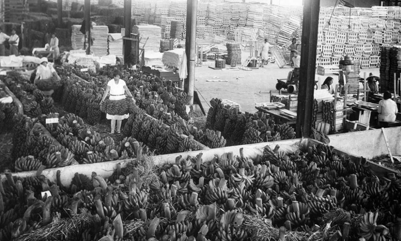 Breve Historia del Platano en Canarias Breve Historia del Platano en Canarias