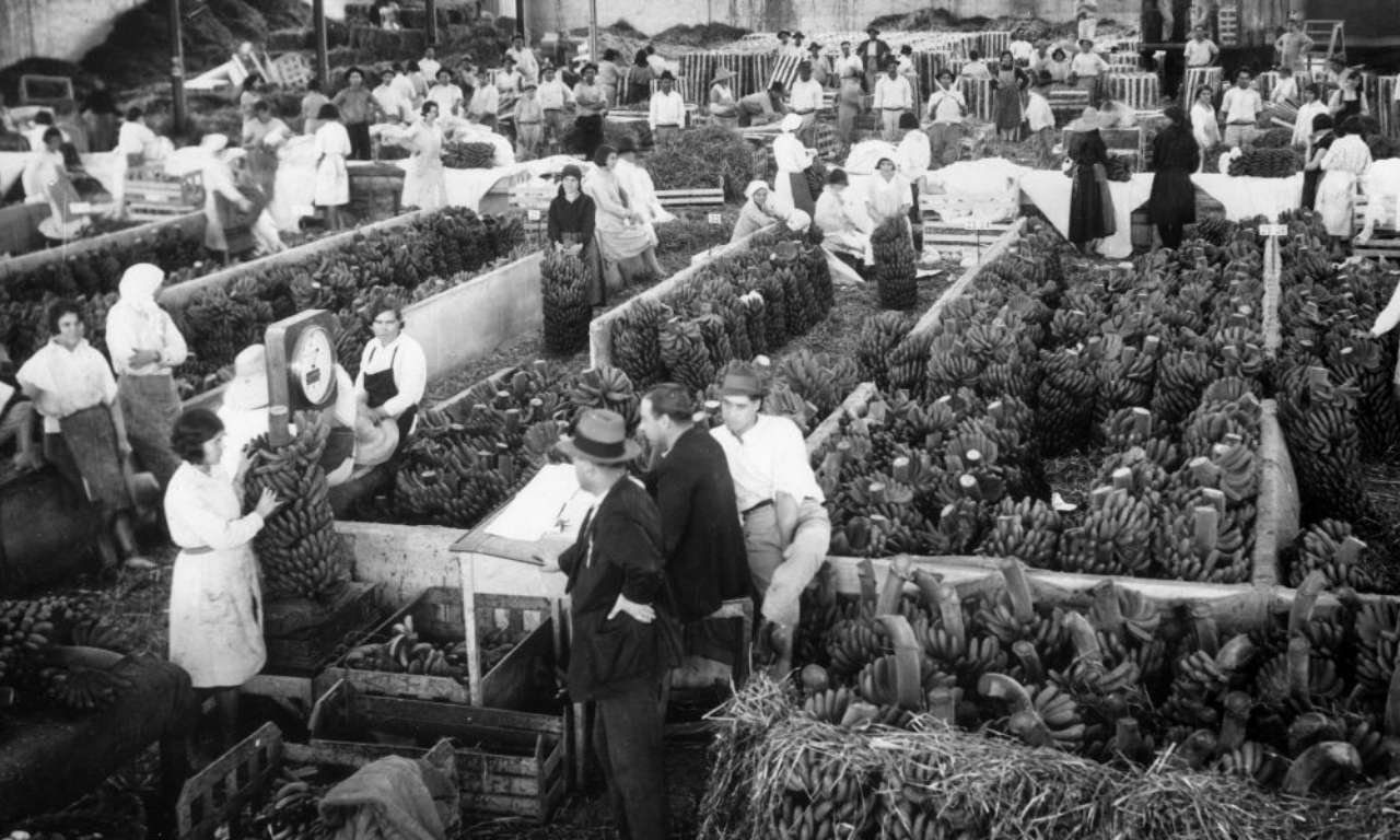 Historia del Platano en Canarias Historia del Platano en Canarias