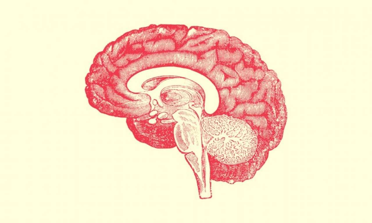 neuroenología