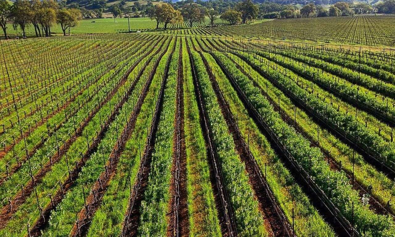 Origen y Tradicion del Vino