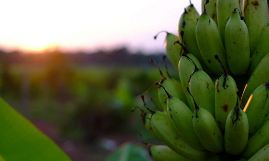 Platano Canario Enviadas a Peninsula y Baleares