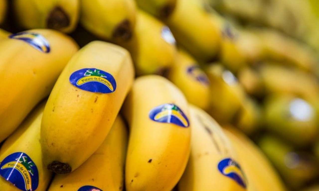 Platano de Canarias Platano de Canarias