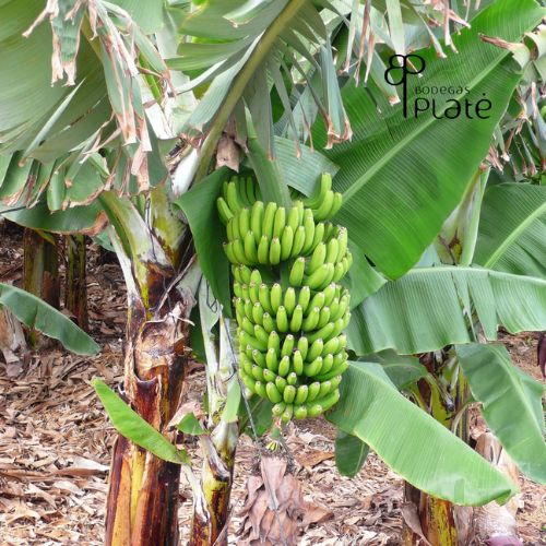Pioneros en vino de plátano Pioneros en vino de plátano